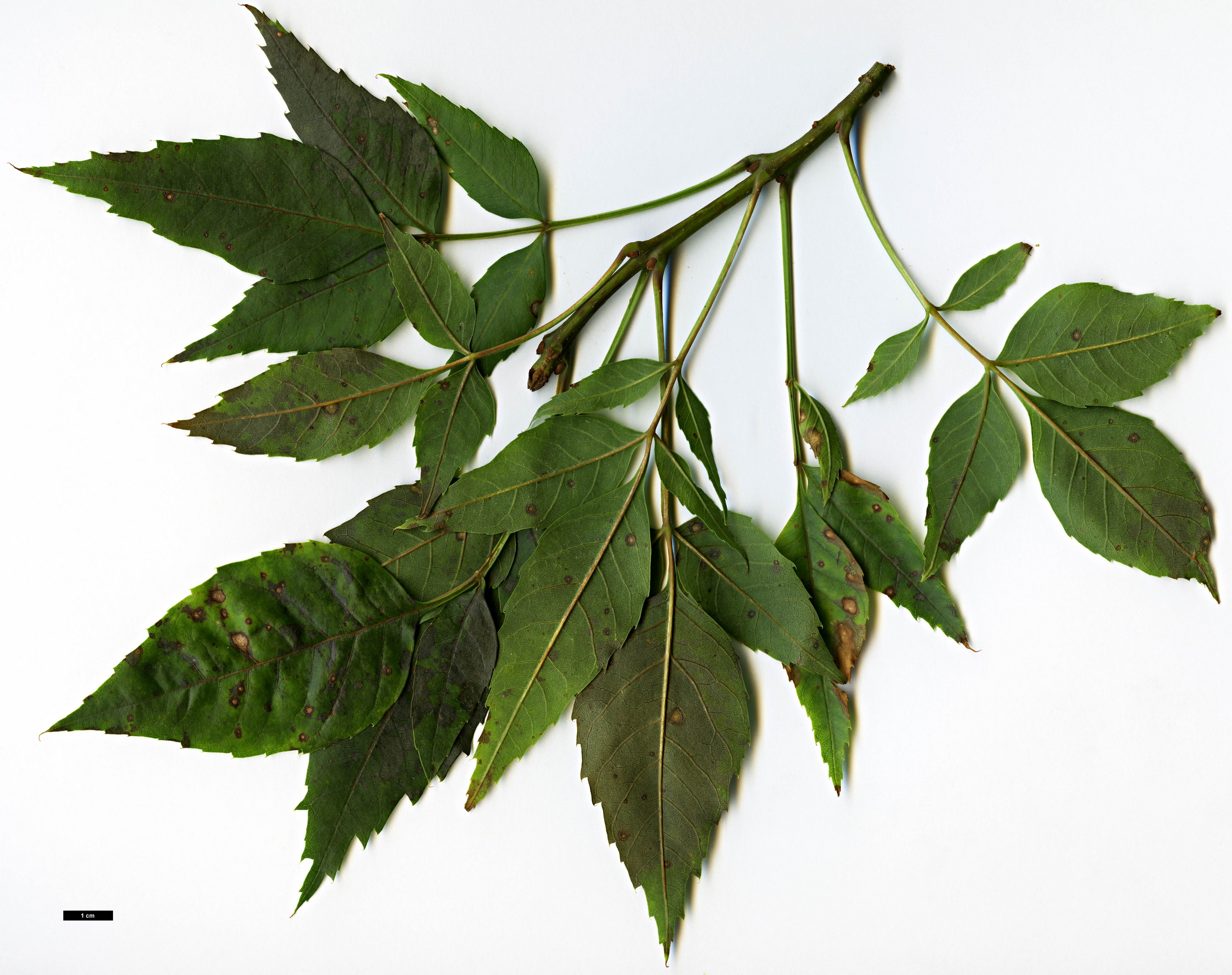 High resolution image: Family: Oleaceae - Genus: Fraxinus - Taxon: angustifolia - SpeciesSub: subsp. syriaca